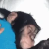 Crazy Monkey 🐒 5