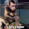 🐒 Macaco | Deboche Sincerão 8