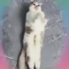 Gatos Curiosos 3😼👁️‍🗨️  11