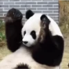 Pandas Fofinhos 🐼 5