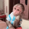 Monos 5🐒Changos 🙉 7