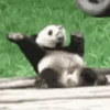 Pandas Fofinhos 🐼 27