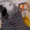 🦜 LORITOS PAL CHAT 🦜 16