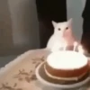 Gatos Curiosos 2😼👁️‍🗨️  15
