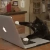 😽 Gatitos Que Necesitas 😻 14