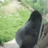 Crazy Monkey 🐒 7