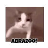 Gatos responden 🐱🌟 12