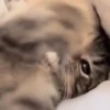 😻 Gatinhos para serem felizes 😻 7