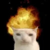 GATOS ANIMADOS 😭 12