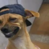Puppies with attitude 🐶😄 15
