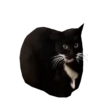 Meme Kucing Viral #2 🐱 10