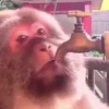 Macacos 8