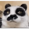 Gatos Curiosos 2😼👁️‍🗨️  13