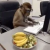 Punch monkey mono macaco 2