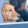 Puppies with attitude 🐶😄 10