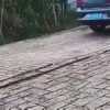 Cats and dogs 10