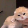 😻 Gatinhos para serem felizes 😻 5