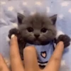 Gatitos 🐈🐈‍⬛ 20