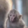 Monos 5🐒Changos 🙉 24