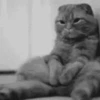 🐱Michitos randoms🐱 5