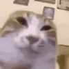 Gatos reagindo 12
