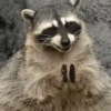 Animais engraçados  13