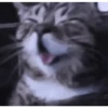 Gatos Curiosos 2😼👁️‍🗨️  7