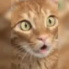 Trending GIF memes 13