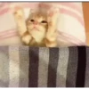 Gatitos Animados Pa Enviar 10