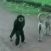 Macaquinho vida Loka 🫨 5