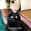 Meme Kucing Viral #2 🐱 25