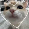 ANIMALITOS 2 🥺😍 6