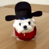 🧿 Cachorro fantasiado 🏴‍☠️🐕 14