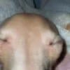 Dog gifs 2 6