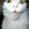 Gatos Curiosos 3😼👁️‍🗨️  16