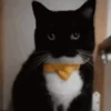 😽 Gatitos Que Necesitas 😻 15