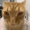Gatos Curiosos 2😼👁️‍🗨️  9