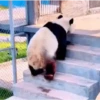 Pandas Fofinhos 🐼 7
