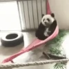 Pandas Fofinhos 🐼 30
