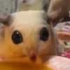 🎵 TIKTOKeando 40🎵 14