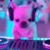 Perro Pibble Viral✨🐾 5