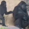 Monos 5🐒Changos 🙉 27