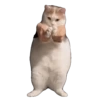 Meme Kucing Viral #2 🐱 13