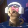Gatos  6