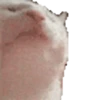 Meme Kucing Viral #2 🐱 9