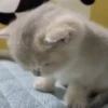 Gatitos 🐈🐈‍⬛ 6
