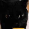 😽 Gatitos Que Necesitas 😻 12