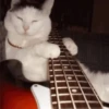 Gatos Curiosos 3😼👁️‍🗨️  6