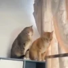 Gatos + 😾 7