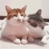 SÓ GATINHOS FOFOS ❤️ 15